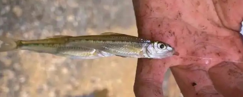 斑点蛇鮈是什么鱼？