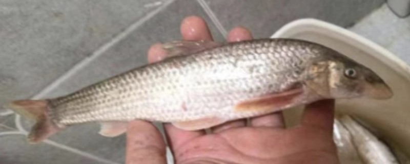 大鼻吻鮈是什么鱼？