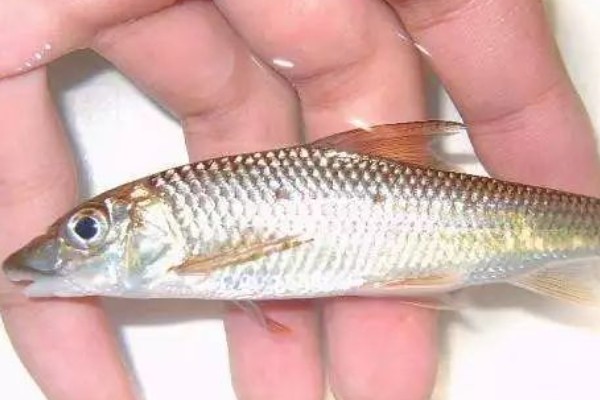 大鼻吻鮈是什么鱼？