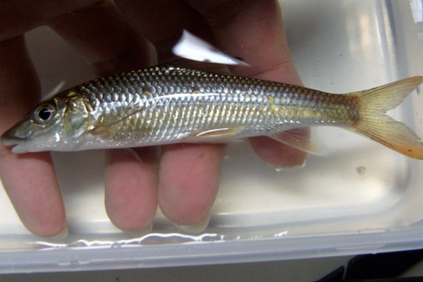 大鼻吻鮈是什么鱼？