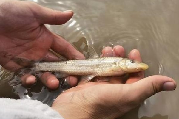 大鼻吻鮈是什么鱼？