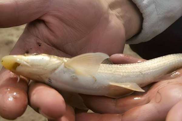 大鼻吻鮈是什么鱼？