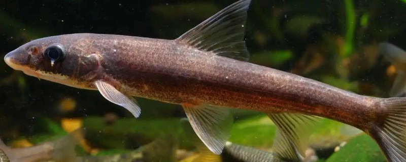 圆筒吻鮈是什么鱼？