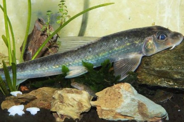 圆筒吻鮈是什么鱼？