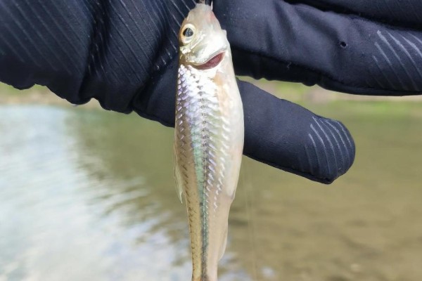 斑点蛇鮈是什么鱼？