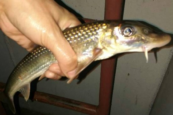 吻鮈是什么鱼？