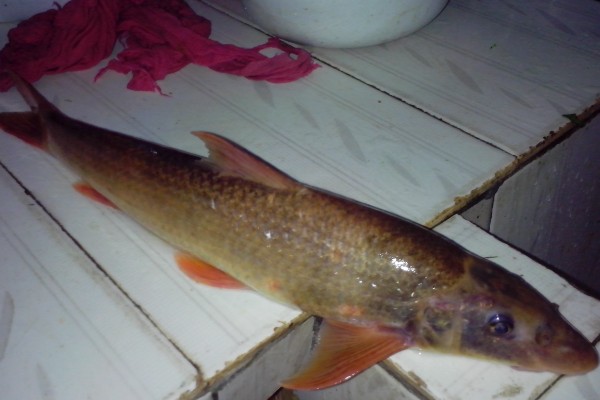 吻鮈是什么鱼？