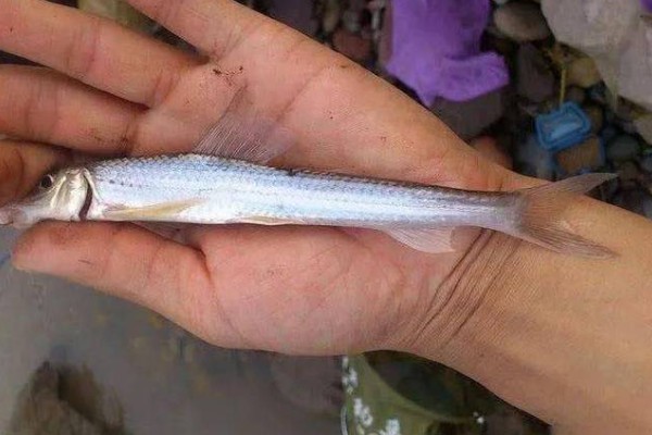 吻鮈是什么鱼？