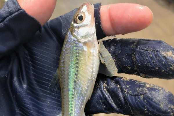 斑点蛇鮈是什么鱼？