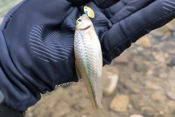 斑点蛇鮈是什么鱼？