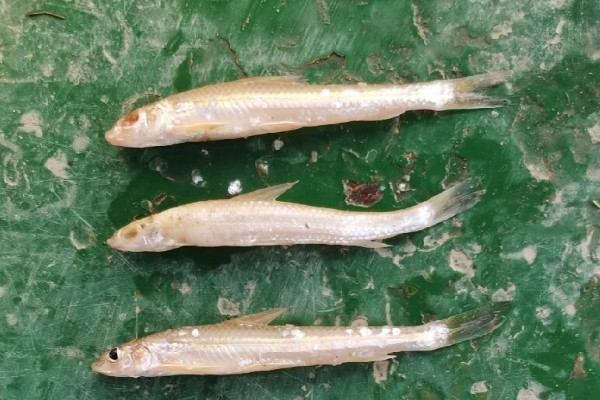 光唇蛇鮈是什么鱼？