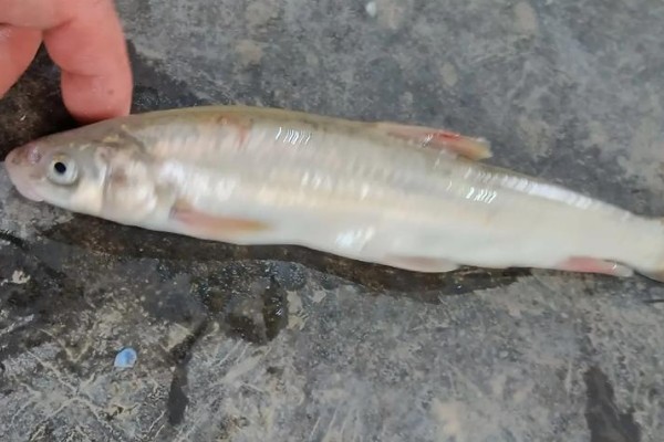 光唇蛇鮈是什么鱼？