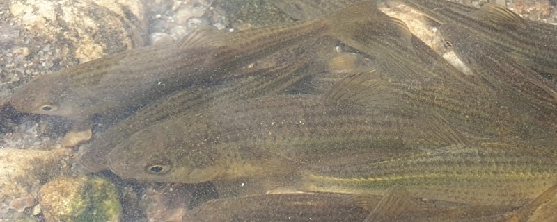 条纹似白鮈是什么鱼？