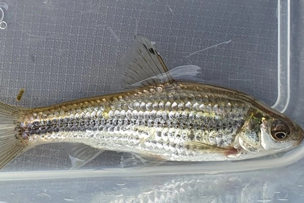 条纹似白鮈是什么鱼？