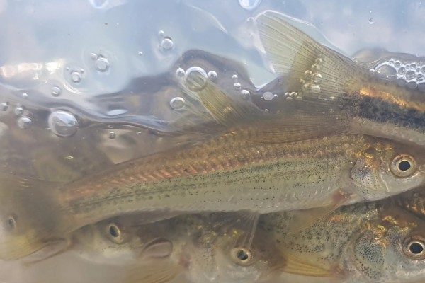 条纹似白鮈是什么鱼？