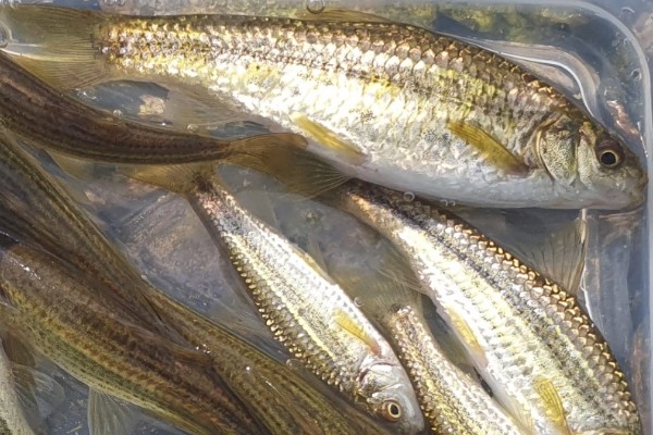 条纹似白鮈是什么鱼？