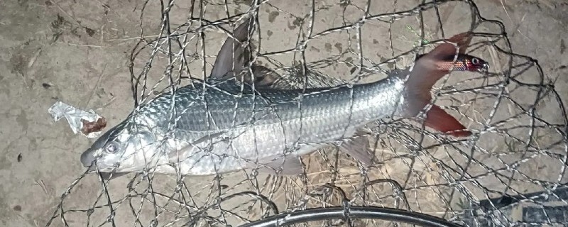 似白鮈是什么鱼？