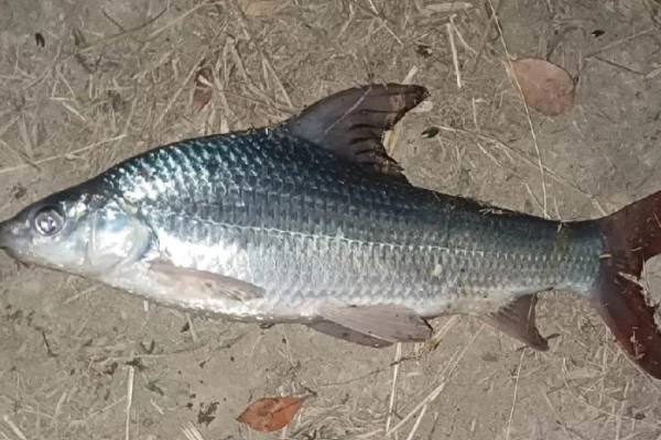 似白鮈是什么鱼？