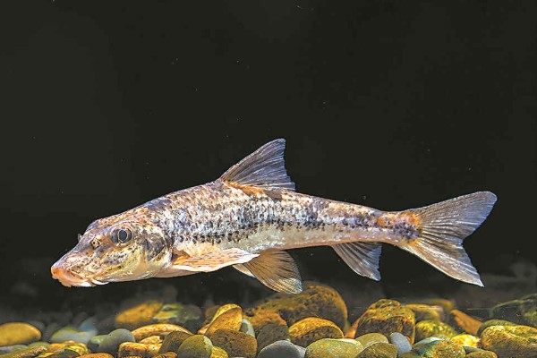 桂林似鮈是什么鱼？