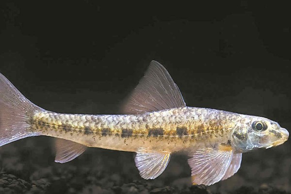 桂林似鮈是什么鱼？