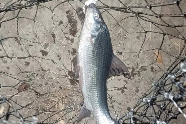 似白鮈是什么鱼？