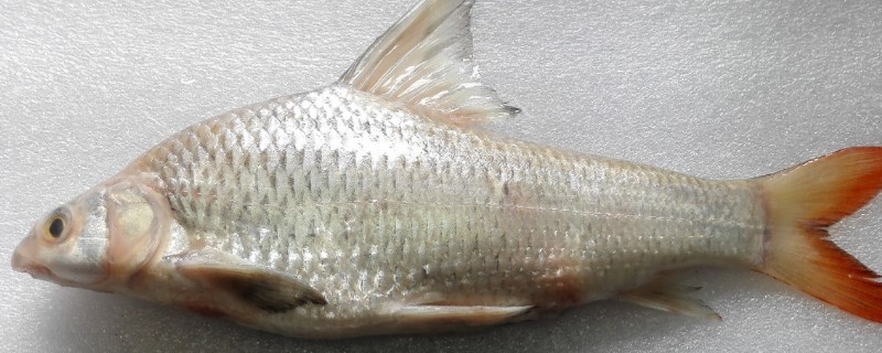 似刺鳊鮈是什么鱼？