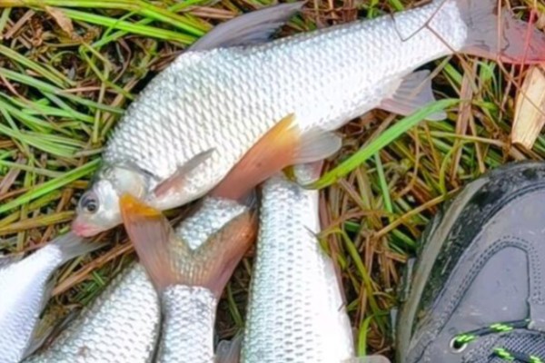 似白鮈是什么鱼？