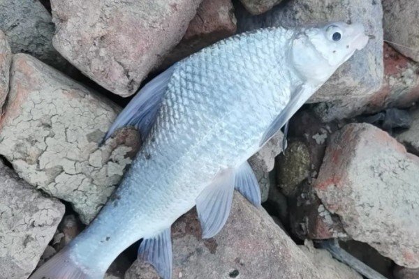 似白鮈是什么鱼？