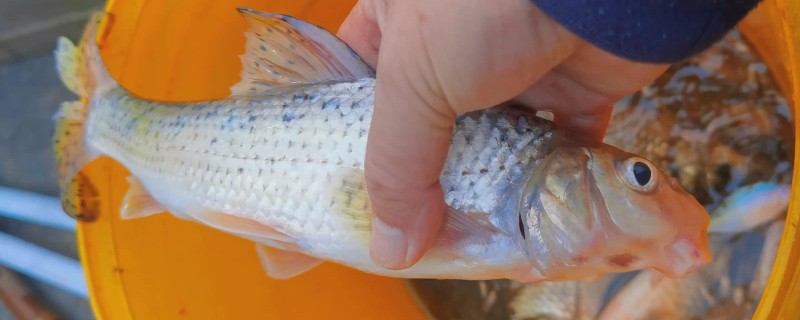 图们江中鮈是什么鱼？