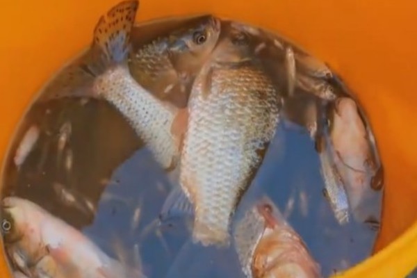 图们江中鮈是什么鱼？