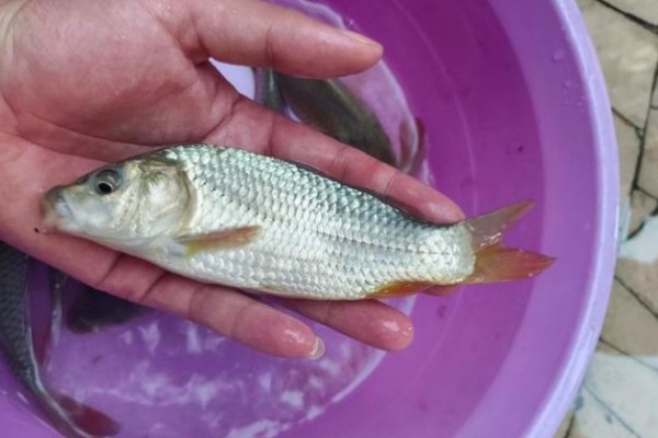 图们江中鮈是什么鱼？