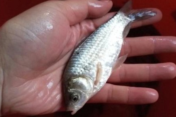 图们江中鮈是什么鱼？