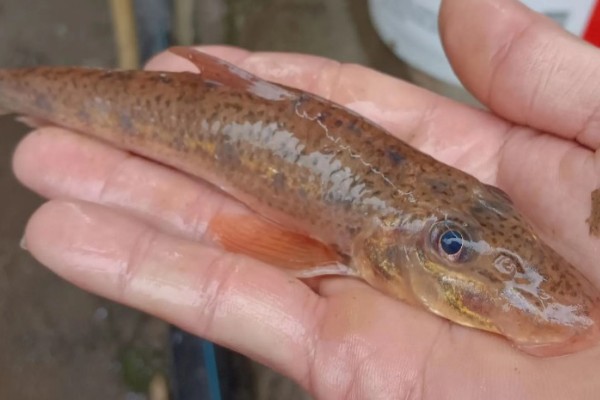 中鮈是什么鱼？