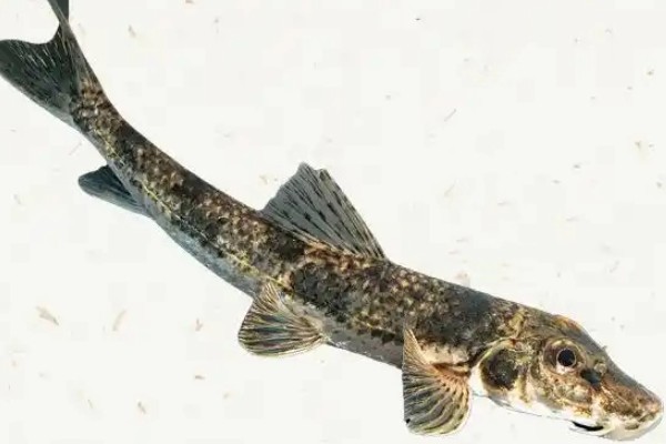 似鮈是什么鱼？