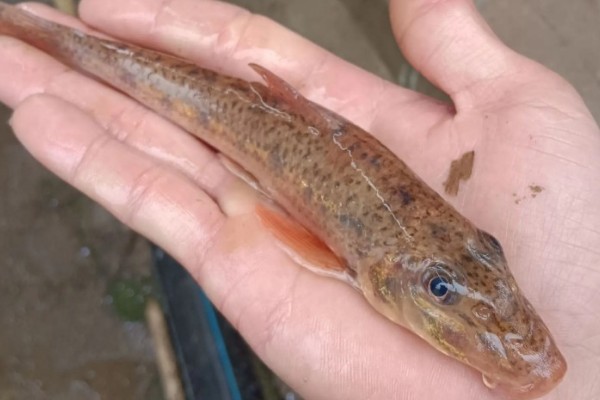 中鮈是什么鱼？