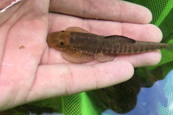 中鮈是什么鱼？