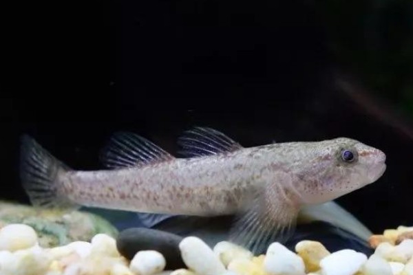 胡鮈是什么鱼？