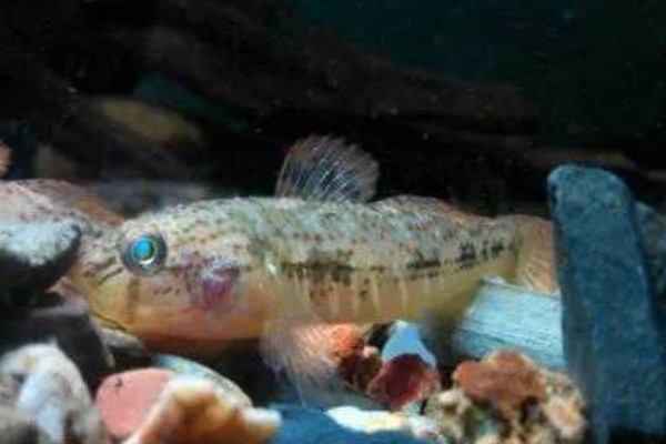 胡鮈是什么鱼？