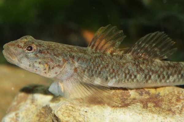 胡鮈是什么鱼？