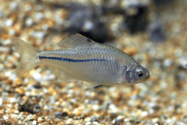 稀有鮈鲫是什么鱼？