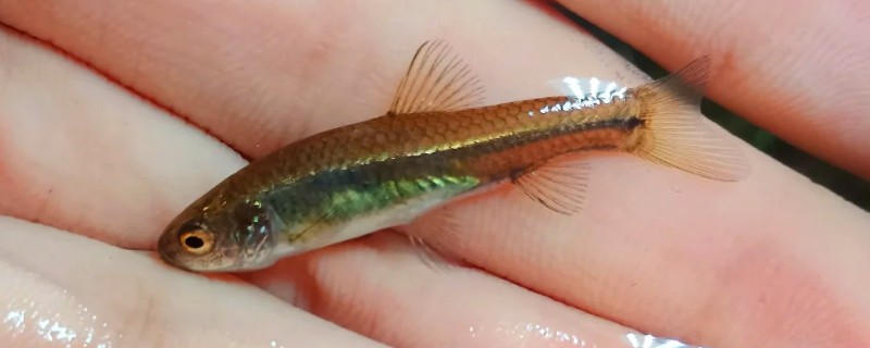 稀有鮈鲫是什么鱼？