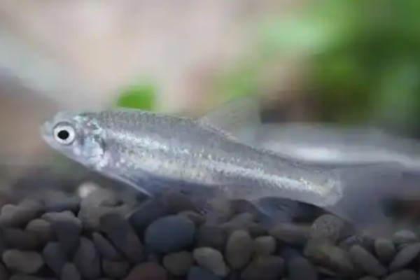 稀有鮈鲫是什么鱼？