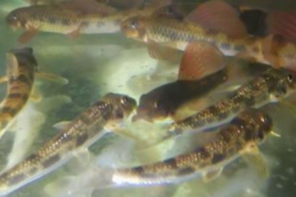 似鮈是什么鱼？