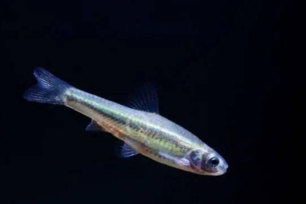 稀有鮈鲫是什么鱼？