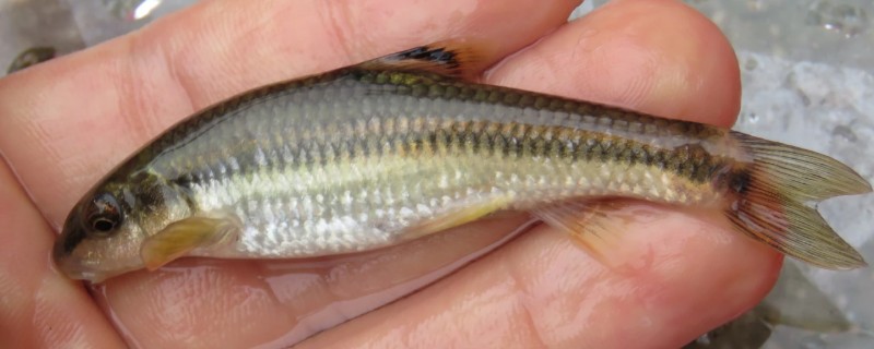 平口鮈是什么鱼？