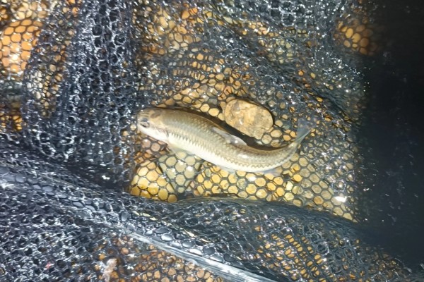 平口鮈是什么鱼？