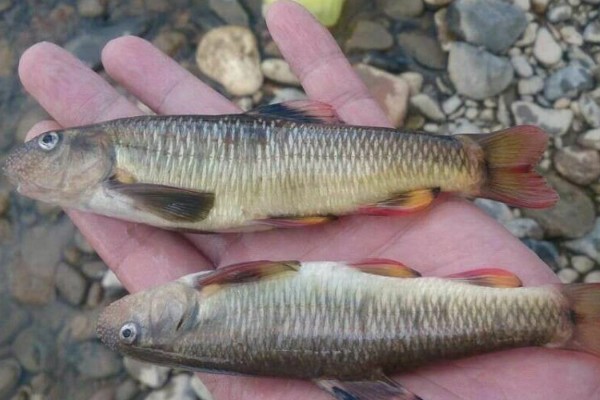 平口鮈是什么鱼？