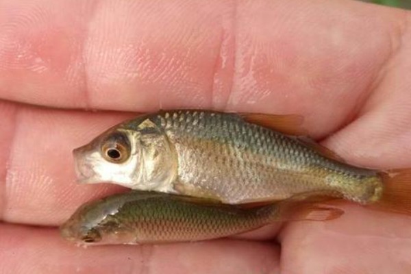 平口鮈是什么鱼？