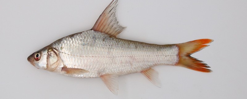 刺鮈是什么鱼？