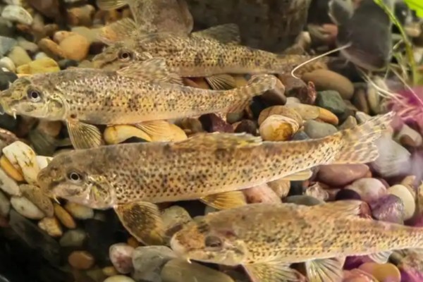 似鮈是什么鱼？